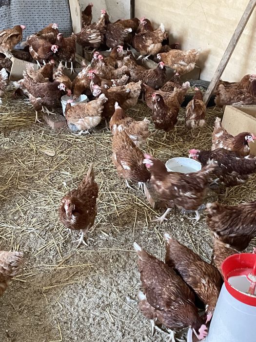 Gaini rosii ouatoare Isa Brown, Sinești !