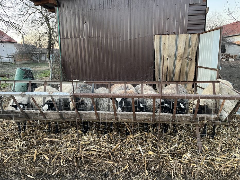 Oi Romanov de vanzare