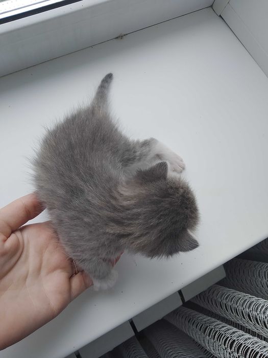 Маленькие котята