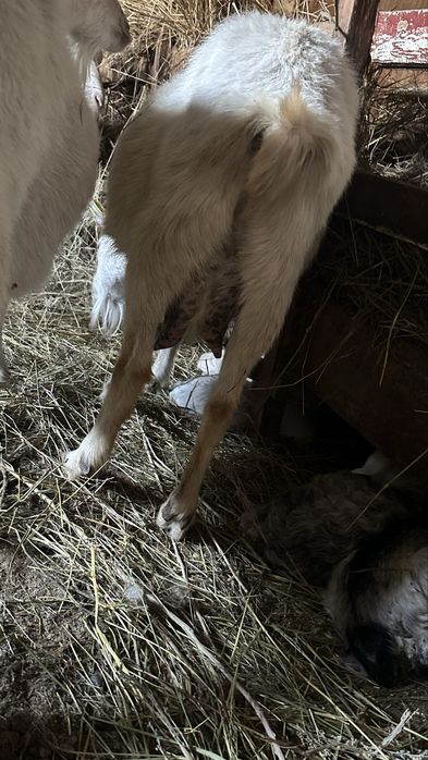 Продаю козу.С двумя козлятами