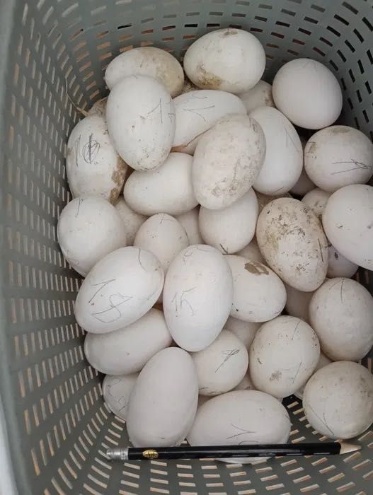 Гусиные яйца Инкубационные