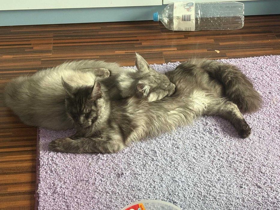 maine coon cu pedigree si microcip