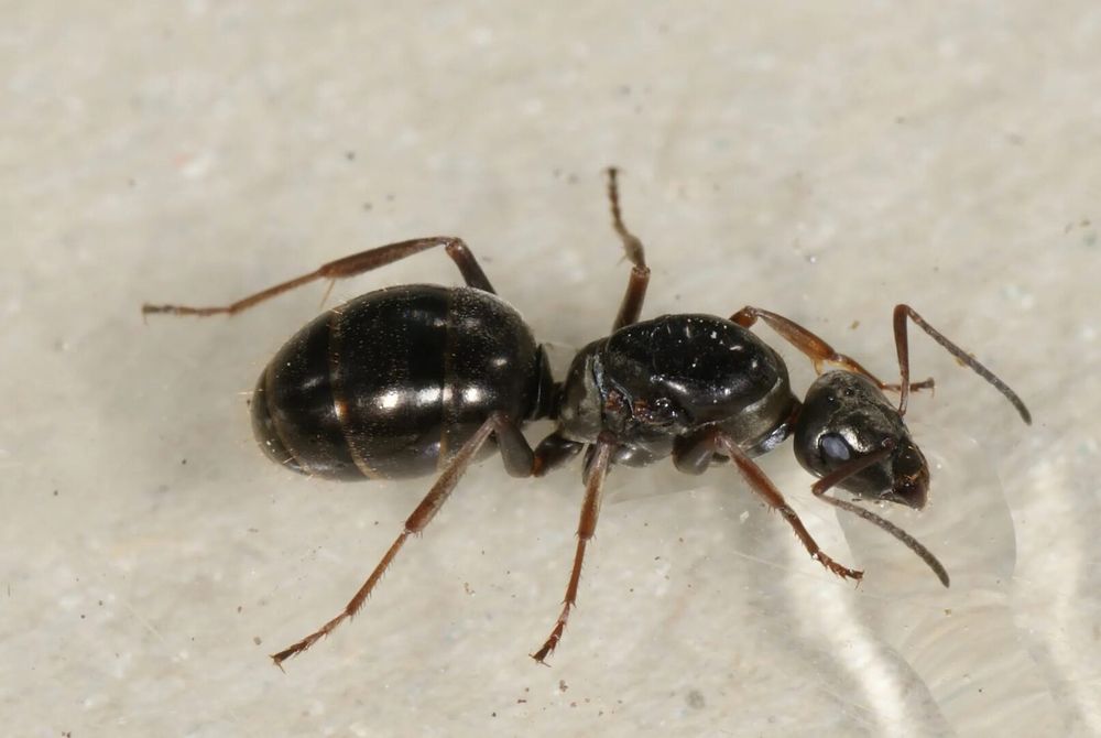 Муравьи Formica (Serviformica) Fusca