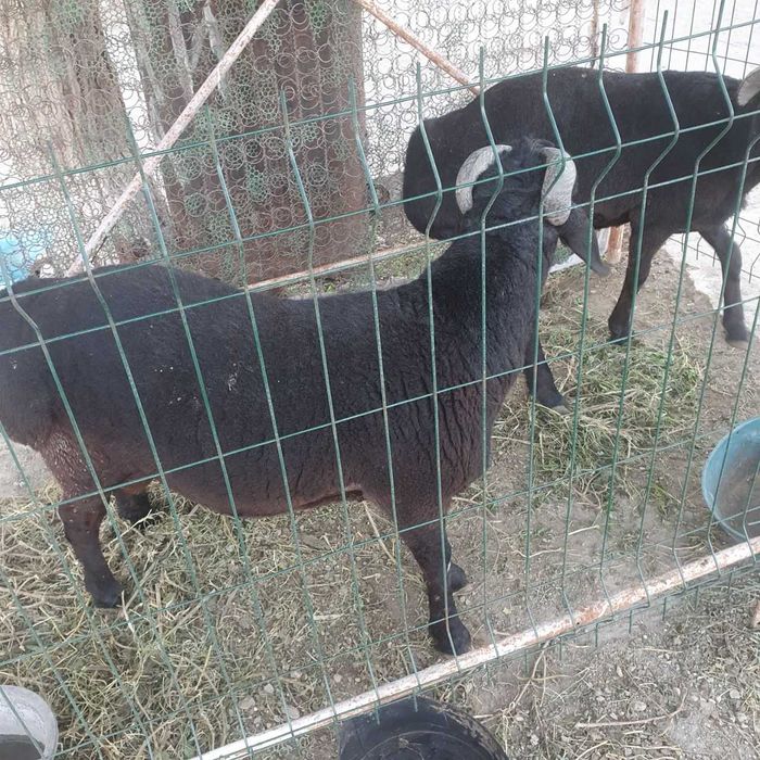 Qo'y qozoq paroda