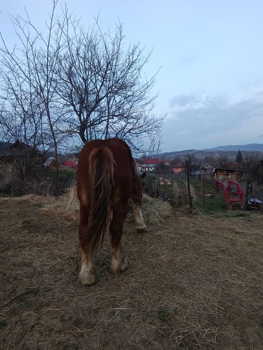 Armăsar 1 an și 7 luni