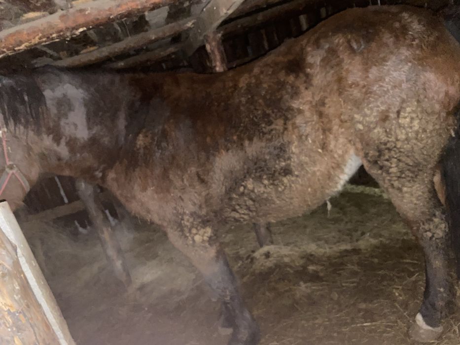 Продам кабылу 4 года