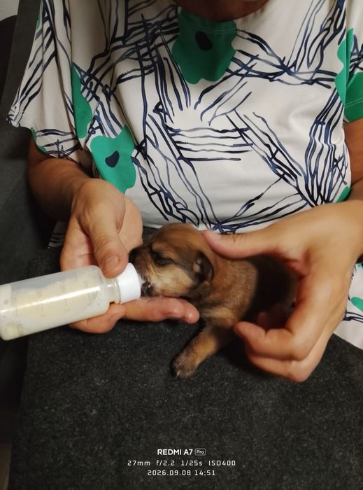 Cățeluși adorabili pentru adopție, au 6 săptămâni.