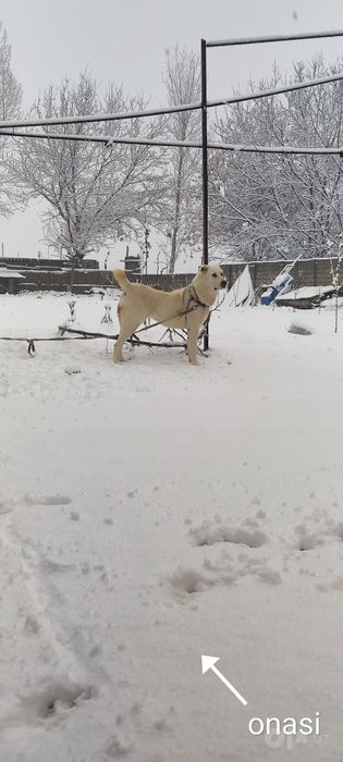 alabay sotiladi zoti toza