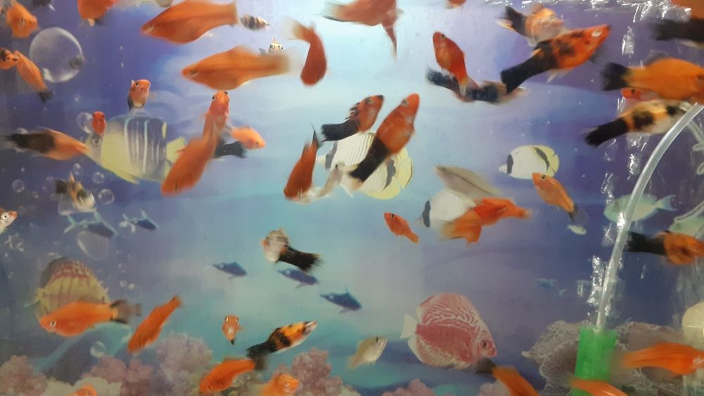Аквариумые рыбки, аквариумы