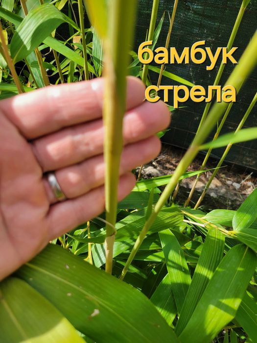 Бамбук студеноустойчиви видове в София