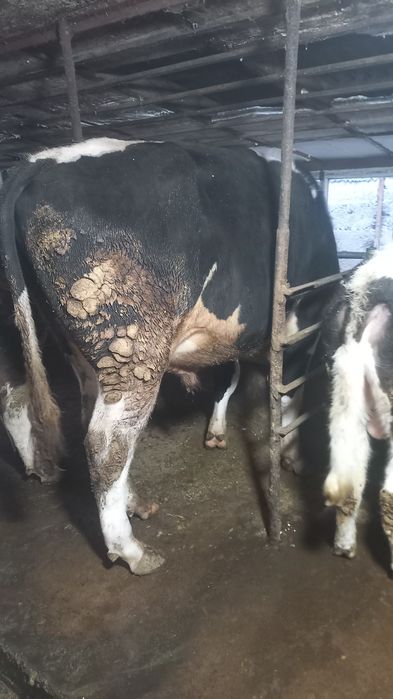 Продам голштеин 2 года возраст