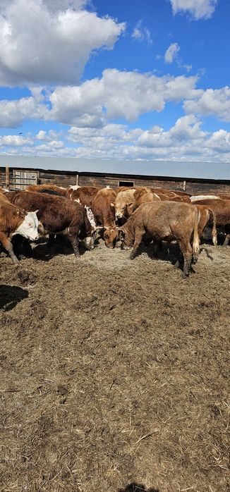 Продам бычков 68 голов
