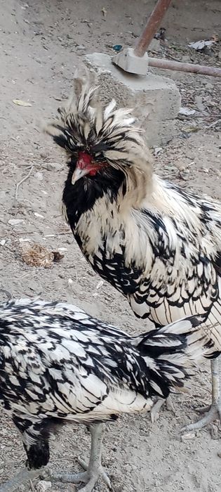 Dekarativni paduvan tovuqlar sotiladi