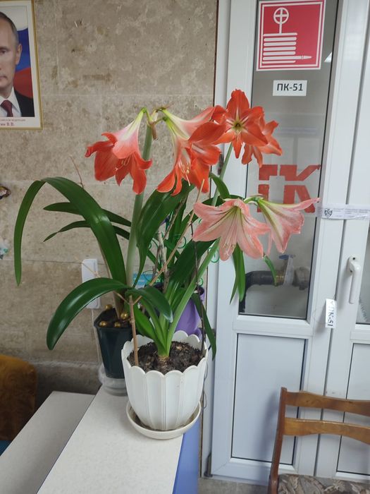 Комнатные цветы в продаже