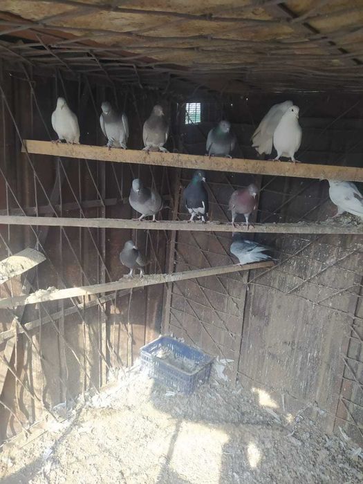 Срочно продаю голубей