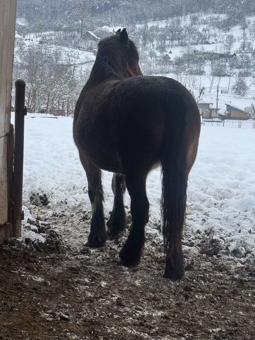 Vand manza murga gestanta