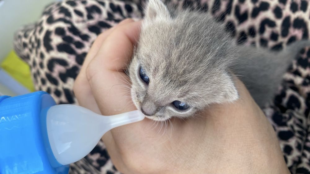 отдам котят девочки