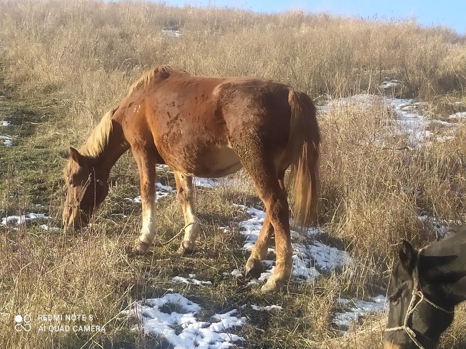 Продам Лошадей/ жылкы сатылады