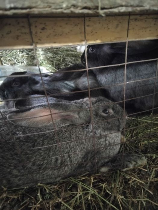 Кролик продаётся