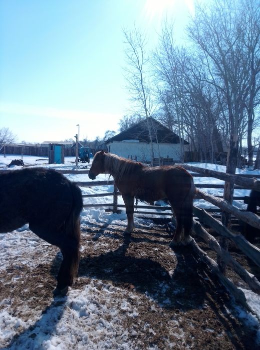 Лошади тайчики продам