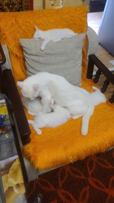 Продам котят белых!