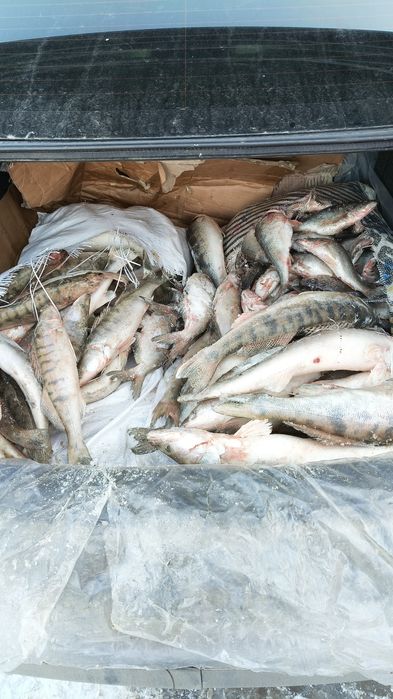 Ассалаумалейкум сазан карас окунь судак