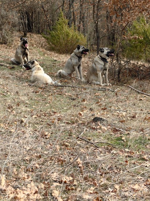 Турски Кангал 3 години