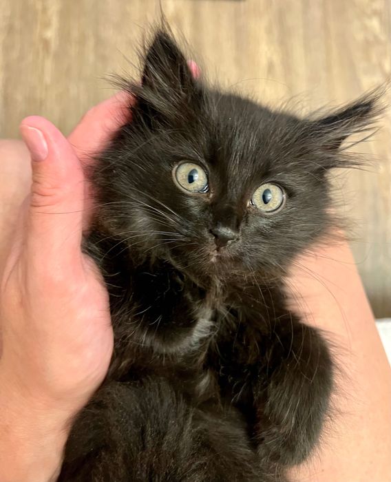 Котёнок ищет хозяев