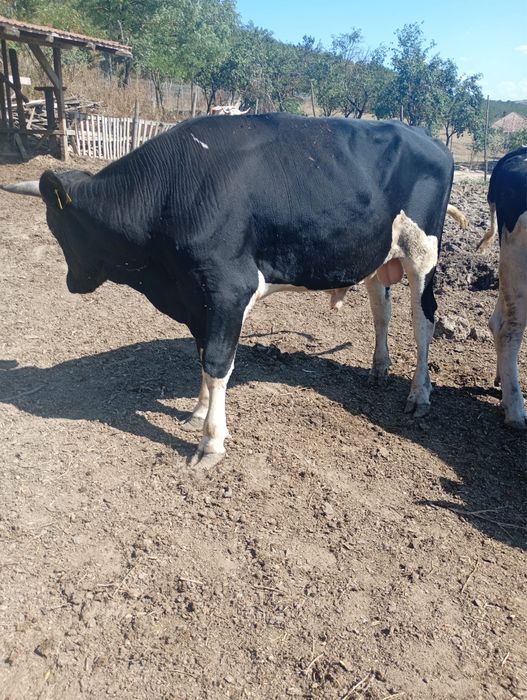 Vand 2 taurii si o vaca reforma