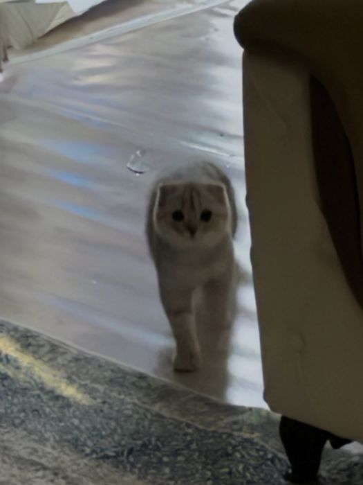 кот весолухий шотландец