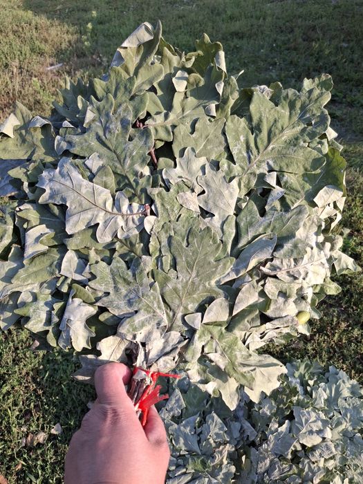 Продам дубовые веники