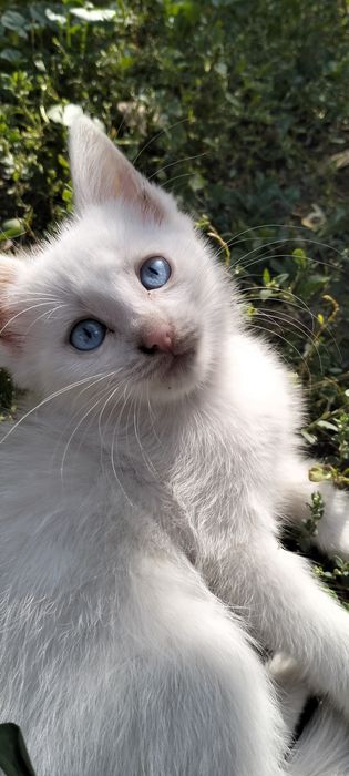 Отдам котят в добрые руки