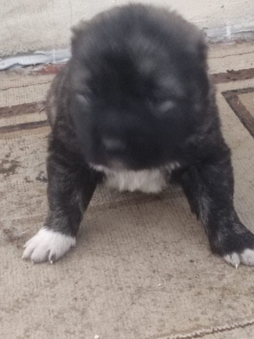 Кавказская овчарка продаётся щенки