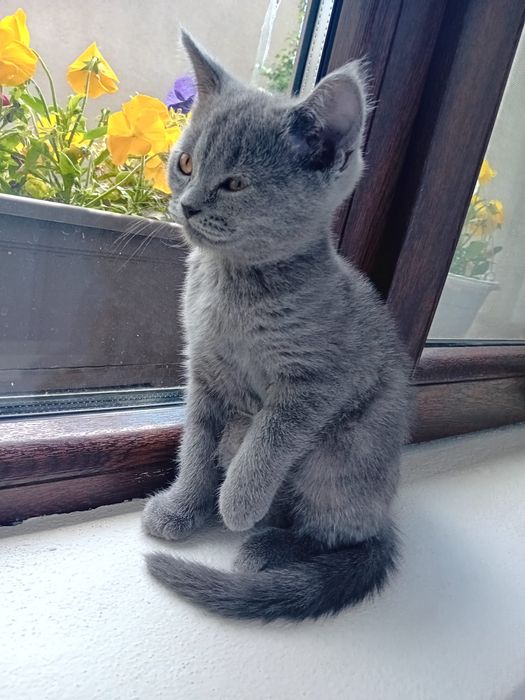 Brithis  blue  fetite
