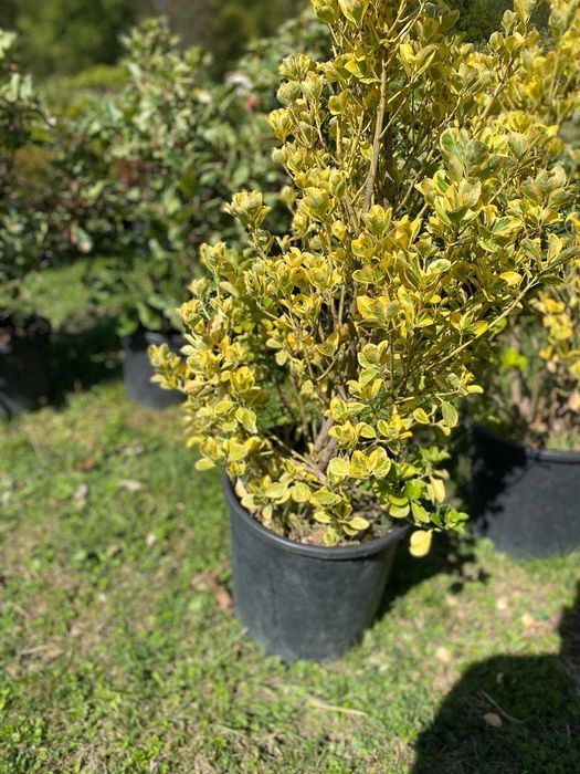 Plante pentru Gard Viu Dens – Transport și Montaj la Tine Acasă