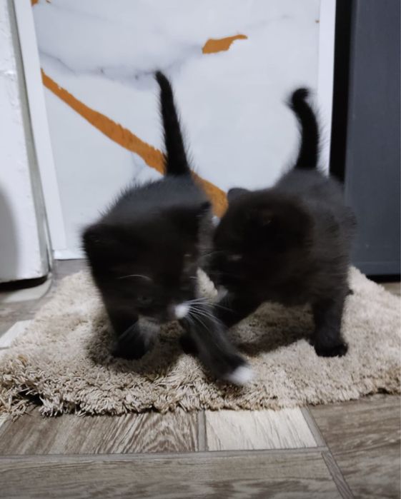 отдам котят 1 месяц