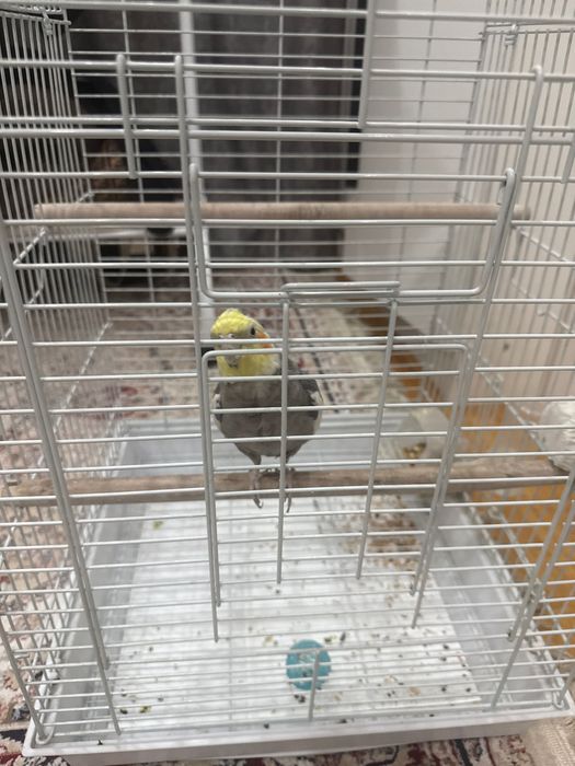 Папугай Корэллааа