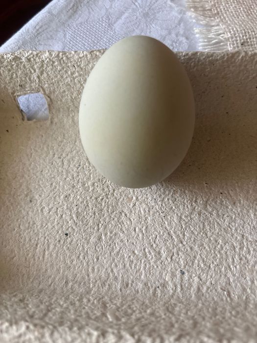 Oua de gaina fara colesterol pentru consum sau incubator