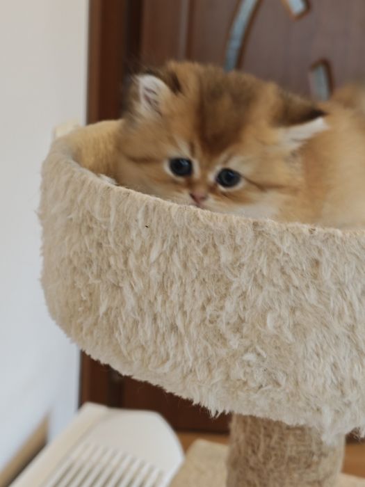 Котенца Британчета