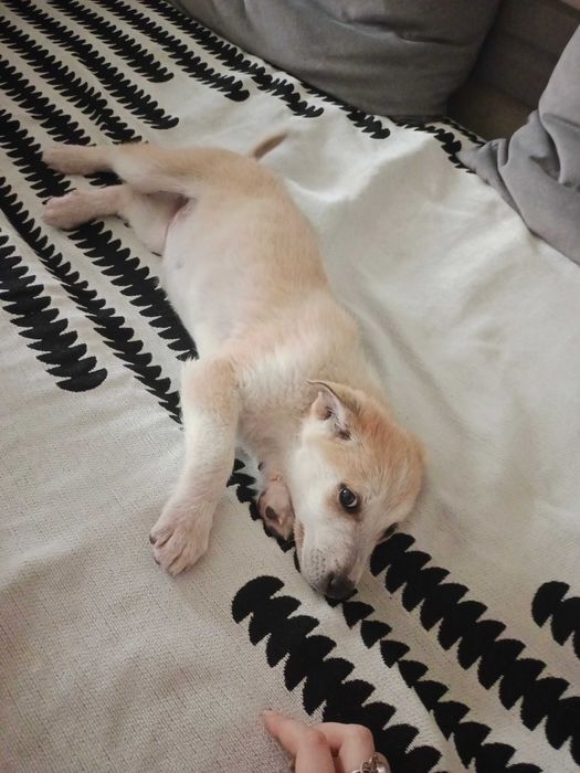 Девочка собачка бесплатно