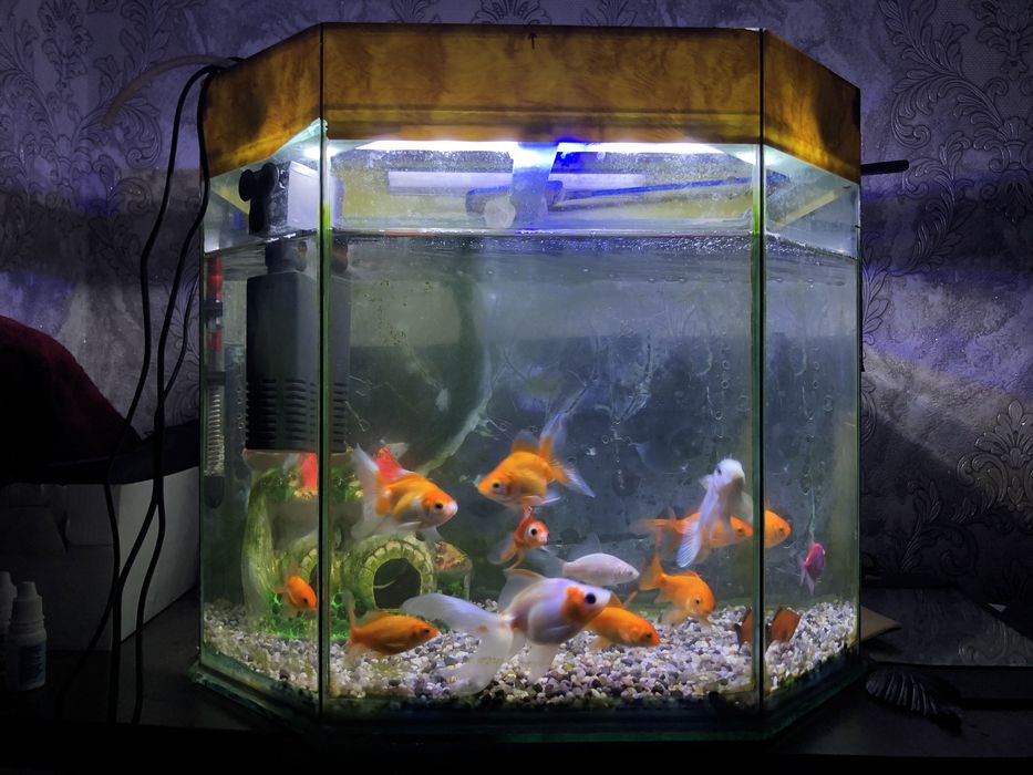 Akvarium va Baliqlar