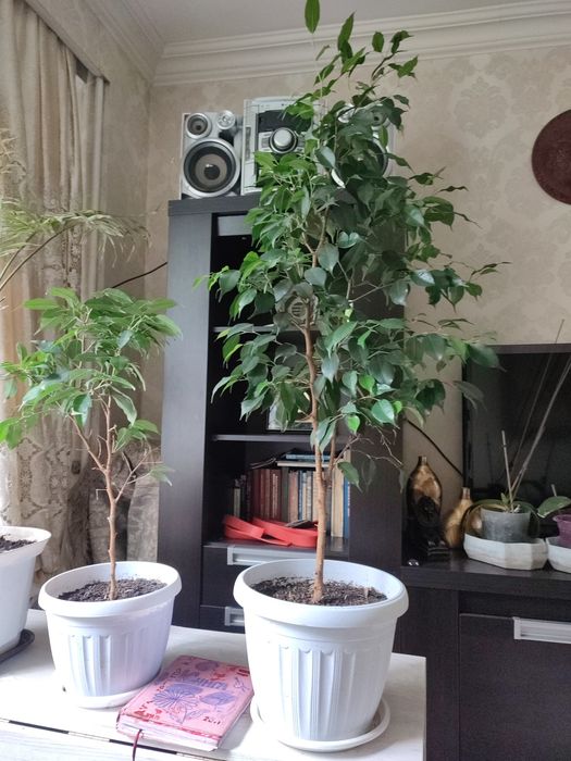 Фикус Бенджамин ағашы