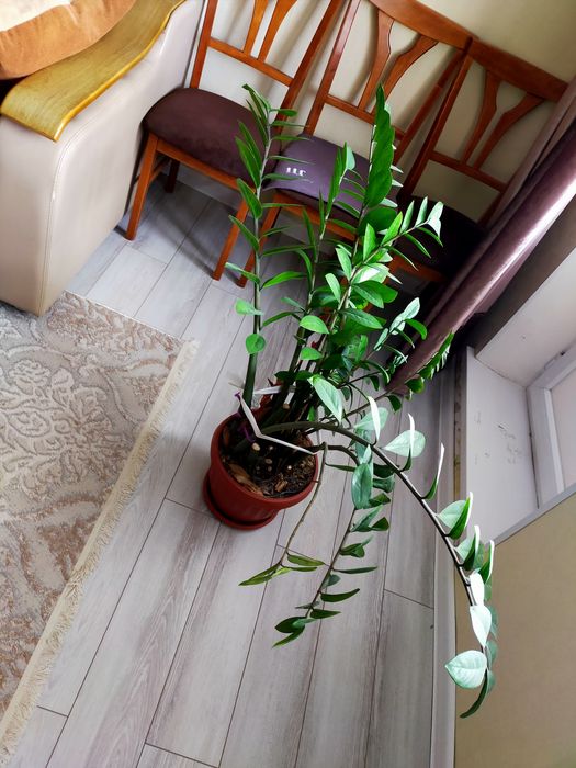 Долларовое дерево, Алоэ 7лет