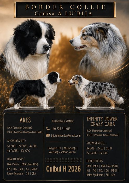 Pui Border Collie cu pedigree FCI