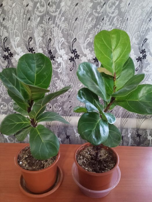 Шефлера Калатея Фикусы