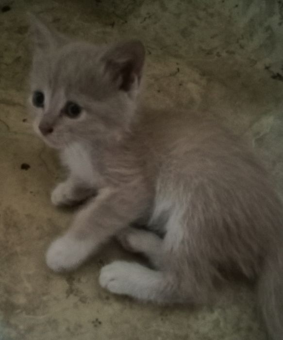 Отдам котят в добрые руки..
