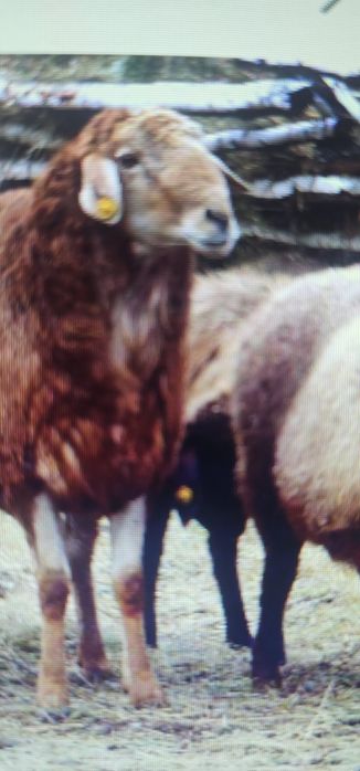 Куй сотаман оладиганларга