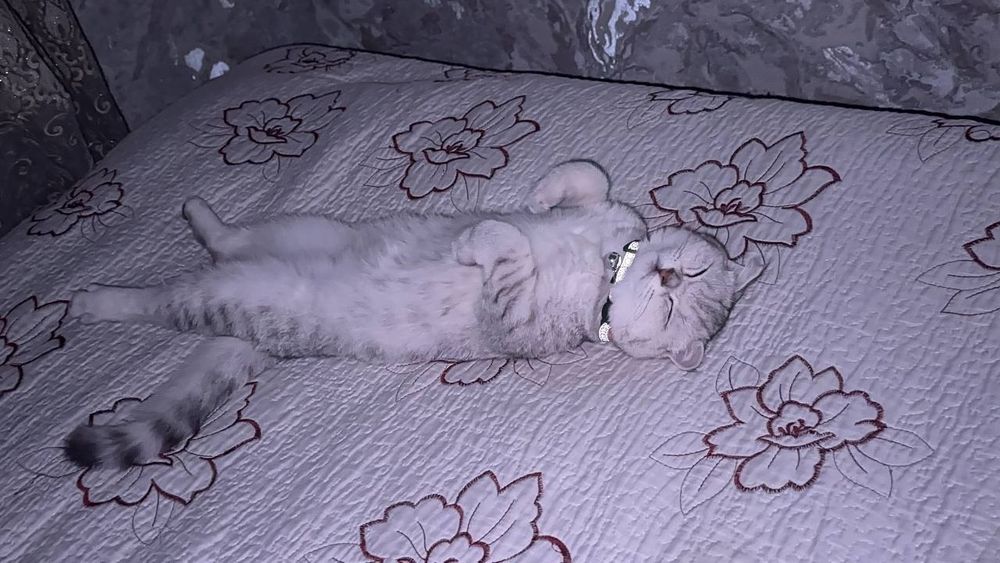 [scottish fold)  6 месець девочка