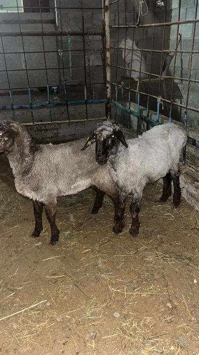 Тоқты сатылады срочна