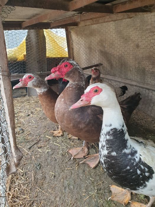 Срочно продаётся птицы все несут яйца